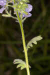 Prairie phacelia